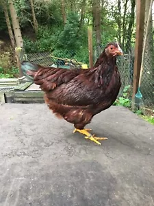 6x PURE BREED RHODE ISLAND RED “BANTAM” CHICKEN HATCHING EGGS / RHODIES / RIR - Picture 1 of 24