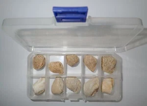 Juego de 2 tipos Cada 5 Seashell Fossil Collection en caja de plástico translúcido - Imagen 1 de 5