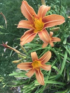 20 Day Ditch Lily Bare Root Bulbs - Pink /Orange Lillies - Picture 1 of 4