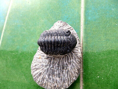 Fosiles Trilobites   Excelente Trilobite  Phacops De Alnif(marruecos)  - 2a22   • 46.10€