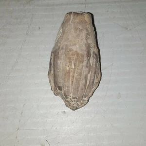 Eucalyptocrinites Crassus Crinoid Fossil  - Picture 1 of 9