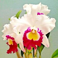 Fragrant ~ Cattleya Orchid ~ Rlc. Blanche Aisaka 'Yuki' ~ 3.5" Pot