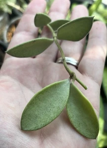 Rare Hoya Nummularioides Silver Rarely Offered π - Picture 1 of 6