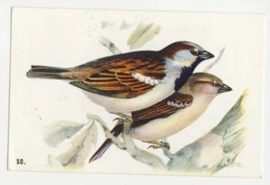 PASSER DOMESTICUS MOINEAU DOMESTIQUE HOUSE SPARROW OISEAU BIRD IMAGE CARD - Picture 1 of 2