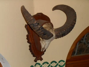 Mufflongehörn mit Schädel - Bild 1 von 1