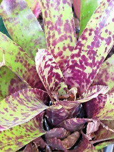 BROMELIAD Neoregelia Ink Spots - mini - Picture 1 of 2