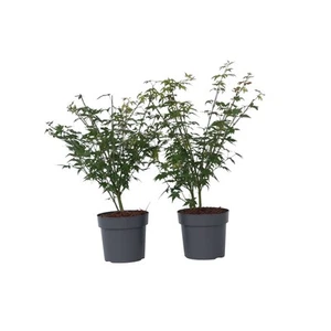 Japanse Esdoorn - Set van 2 - Acer 'Little Princess' - Hoogte 45-55cm - ⌀19cm - Afbeelding 1 van 5
