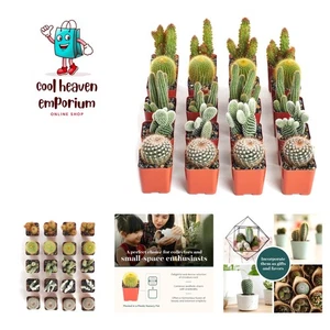| Assortment of Hand Selected, Fully Rooted Live Indoor Cacti Plants, 20-Pack, - Picture 1 of 7