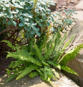 Rippenfarn - Blechnum spicant - Bild 1 von 1