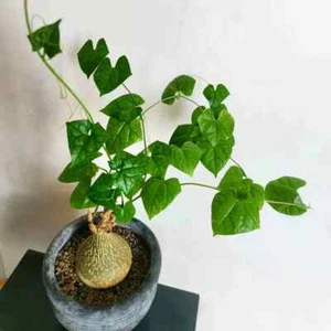 5cm 1PCS Live Gerrardanthus Macrorhizus Beautiful Garden Outdoor Rare Planting - Picture 1 of 8