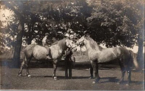 Two Huge Horses Kissing Photo Postcard w Boy Riding B&W RPPC - Picture 1 of 1