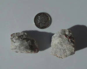 Fossil Horn Coral    Specimen        1331 - Picture 1 of 10