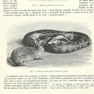 Wie sich Pythons ernähren - - Presseartikel 1904 - Bild 1 von 3
