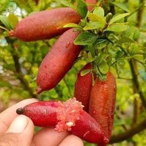 1 planta exótica híbrida de raíz desnuda de cal australiana (roja, injerto) - Imagen 1 de 3