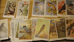 Audubon Society Spring & Summer Birds 46 cartas buen estado - Imagen 1 de 7