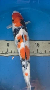 23in Showa. Japanese Koi Live Imported KoiGazer - Picture 1 of 7