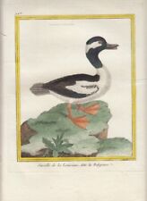 Hand Colored Martinet Histoire Des Oiseaux Bird Print 1776: Louisiana Duck 948