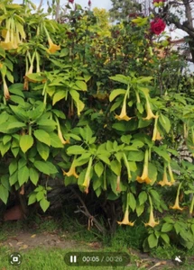 Yellow Angel Trumpet Plant Flower Fragrant Flowers US SELLER - Picture 1 of 2