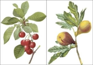 2-Redoute Fruit Cherries & Figs Counted Cross Stitch Chart Pattern - Picture 1 of 4
