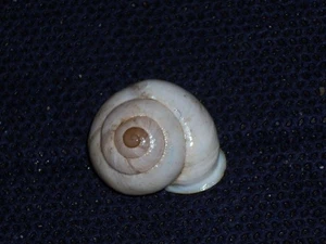 MARMORANA GLOBULARIS AMAZING, ENDEMIC - Imagen 1 de 2