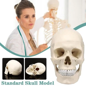 Lebensgroßes menschliches anatomisches Anatomie-Harzkopf-Skelett-Schädel-modell* - Bild 1 von 12