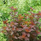 Physocarpus 'ginger Wine' - Starter  Plant - Approx 9-14 Inch