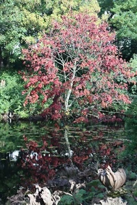 Goethe Band 37 der dtv Gesamtausgabe schriften zur Anatomie - Bild 1 von 1