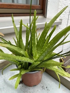 Bio Aloe Vera Pflanzen In Bioerde - Bild 1 von 6