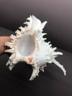 Chicoreus ramosus 27cm GIANT MONSTER, Muricidae, Murex, Sea shell, Philippines