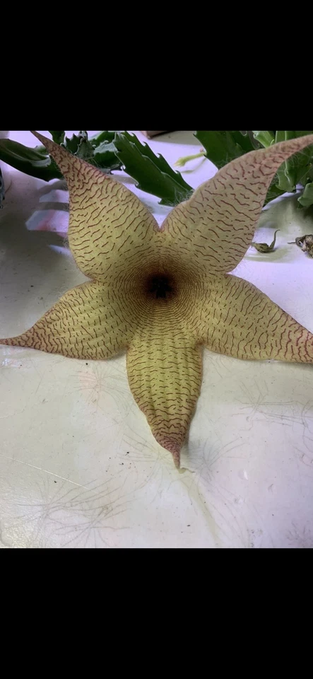 Stapelia Gigantea Starfish Flower Carrion Flower 3 Cuttings Largest Stapelia - Image 1 of 1