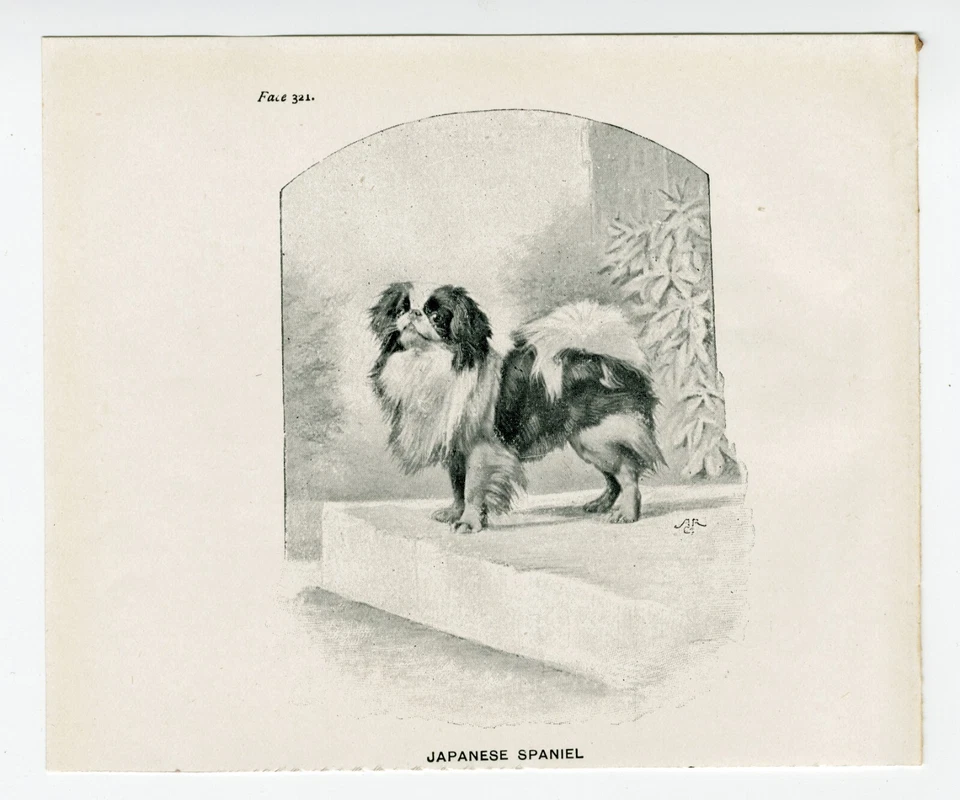 JAPANESE CHIN  DOG LOVELY  LITTLE ANTIQUE 1900 DOG ART PRINT - Image 1 of 1