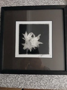 original ANGELOS ZIMARAS fine art photography - Picture 1 of 4