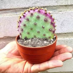6CM Sukkulente Kaktus Pflanze Opuntia Santa Rita Cactaceae Hausgarten wunderschön - Bild 1 von 12