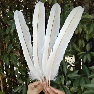 Wholesale 5-50pcs Rare Beige Pheasant Feathers 16-20 inches/40-50 cm Decoration - Picture 1 of 4