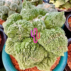 Ariocarpus Ret. Maruibo x Cauliflower Selected 20 Seeds - Foto 1 di 1