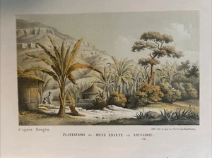 Piantagione di banane 1861. Plantations de Musa Ensete en Abyssinie. - Foto 1 di 9