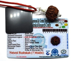 7 Mukhi Rudraksha Seven Face Rudraksha Nepal Bead Lab Certified Size 18-20 MM - Picture 1 of 2
