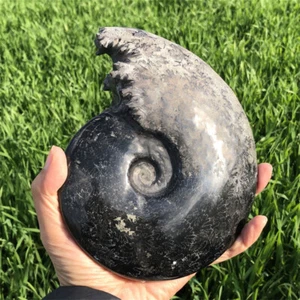 950g Natural Glyptostoma nigrostris Fossil conch crystal specimen healing care - Picture 1 of 10