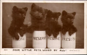 Rotary Photo Puppies Postcard. Antique. Vintage 1906 Novelty Dogs - Picture 1 of 2