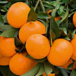 Dwarf Nules Clementine Tree - 26-30" Tall Indoor Live Citrus Plant - Gallon Pot - Picture 1 of 11