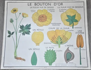 Ancienne affiche pédagogique scolaire collection école fleur Bouton d'or Tulipe - Bild 1 von 6