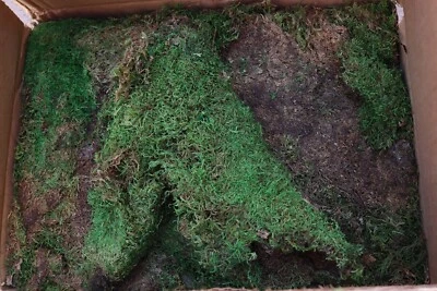 SuperMoss 保存片苔藓 21508 新鲜绿色盒 20-24 平方英尺 ~ 3 磅 全新 — 第 1/4 张图片