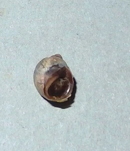 Littorina araucana - LITTORINIDAE - Chile Seashell - 6,5 mm F+ #8291 - Imagen 1 de 2