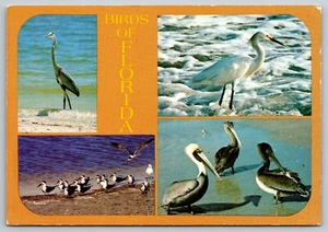 Postcard Florida Birds 22D - Picture 1 of 2