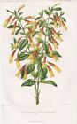 Justicia Floribunda Brazilian Fucsia Fiore Botany Engraving Herincq 1865