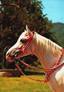 Portrait of a Beautiful White Horse Vintage Postcard BP10 - Picture 1 of 2