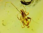 Birmańskie owady skamieniałość burmit kredy schizomida owad bursztyn skamieniałość Myanmar