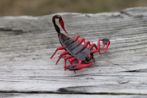 Red Black Scorpion Glass Miniature, Animals Glass, Art Glass, Blown Glass, - Picture 1 of 5