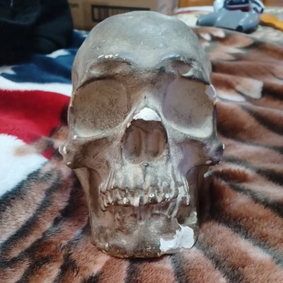 Antique Plaster Cast Of A Skull -  - Real Skull Casting - Image 1 of 4