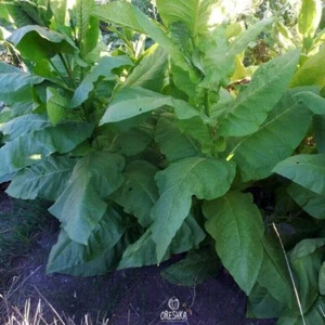 Tabaco Latakia 300+ piezas semillas frescas, Nicotiana tabacum, semillas de tabaco - Imagen 1 de 6